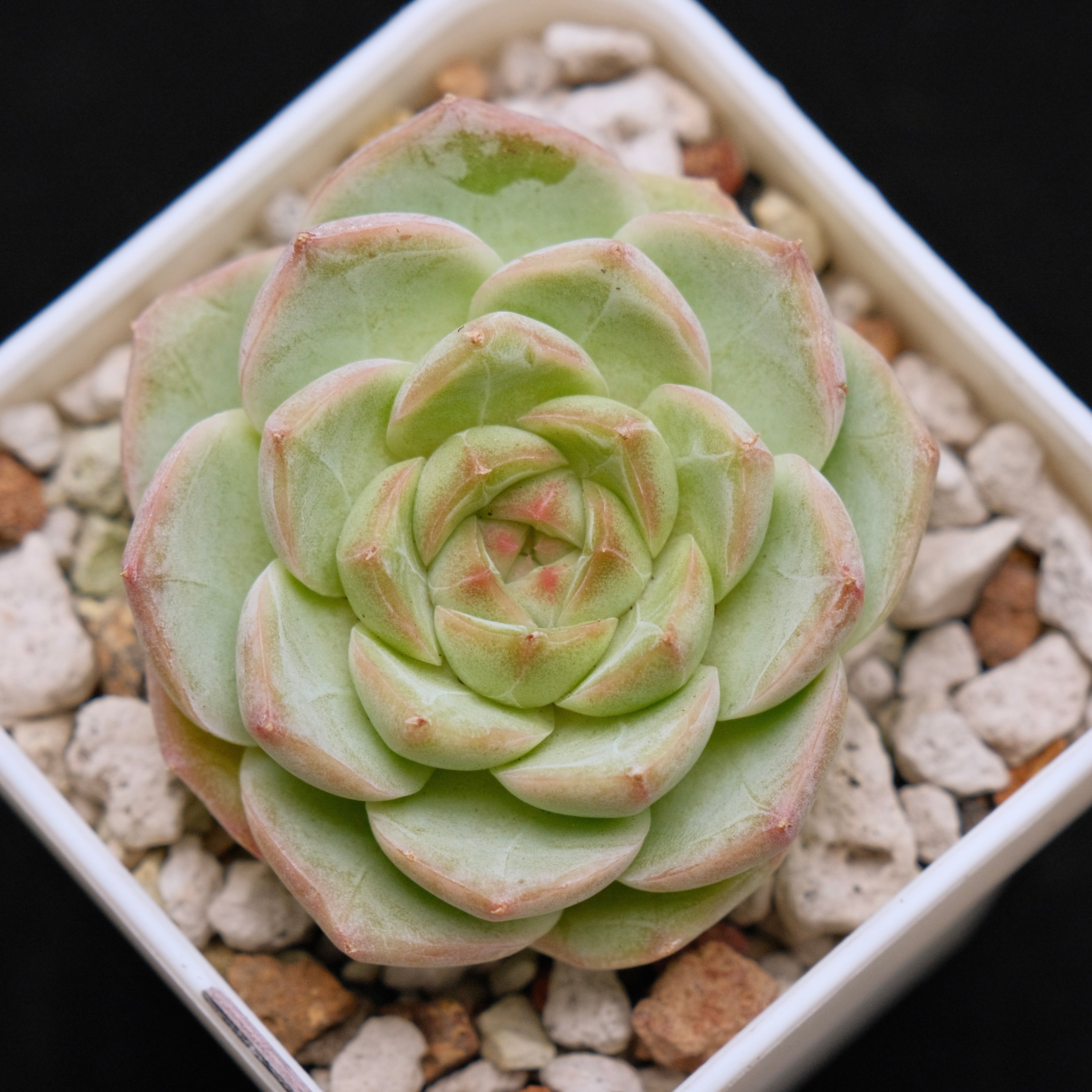 Echeveria hybrid Imported Succulent Plant