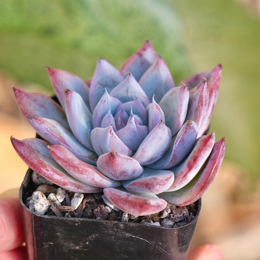 Echeveria Black Sabbath hybrid Korean Succulent Plant Air Magic