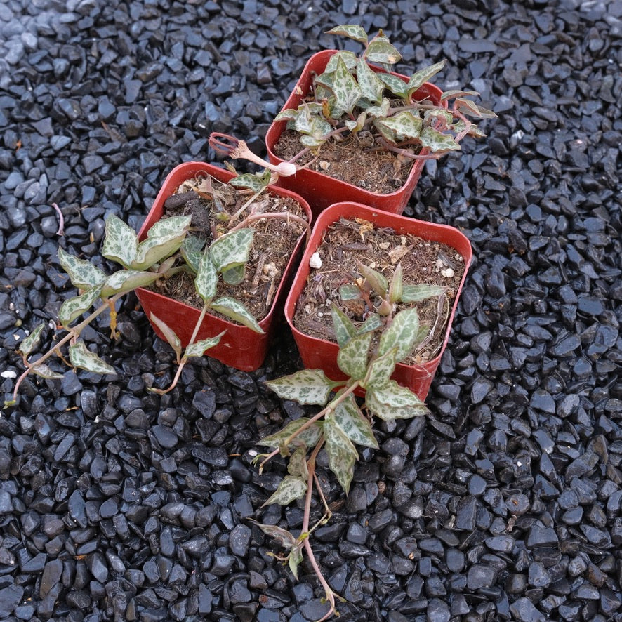 Ceropegia String of Spades Rare Locally Grown Succulent Plant