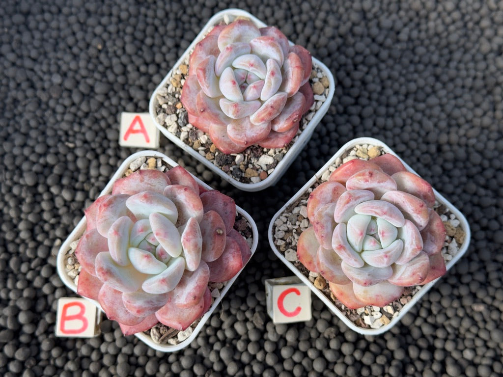 Echeveria Monroe Imported Succulent Plant