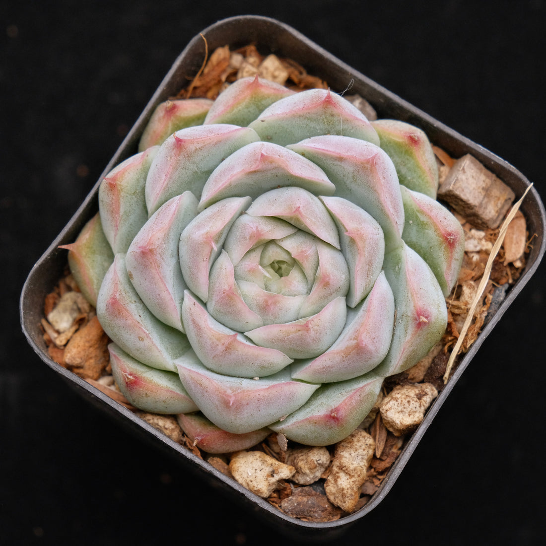 Echeveria Crystal Cream Korean Succulent Plant