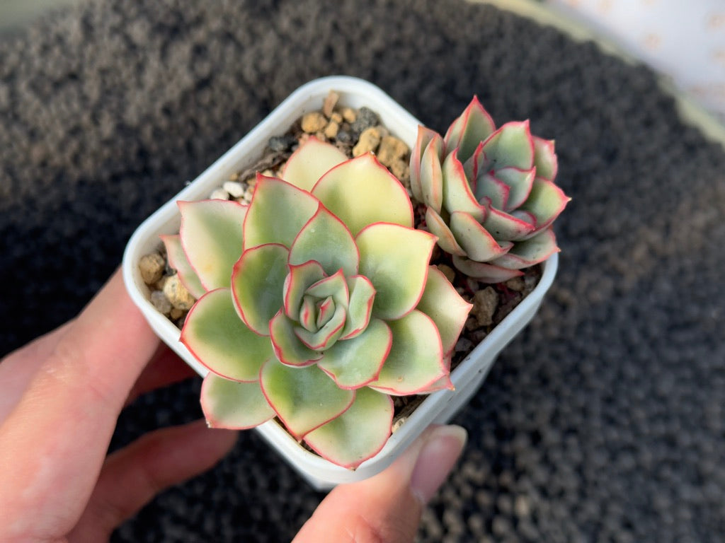 Variegated Echeveria Esther Korean Succulent Plant