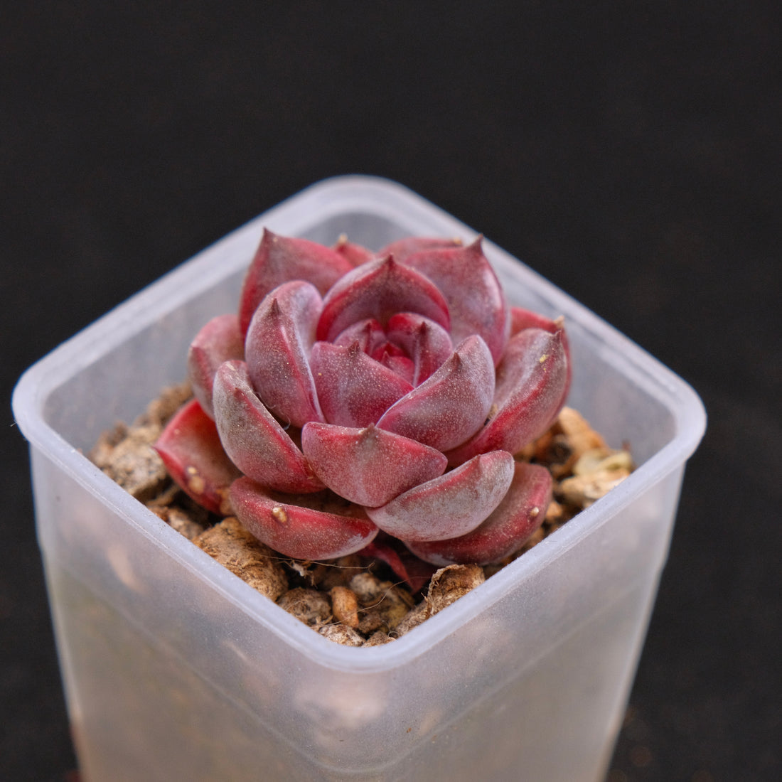 Echeveria Black Pink (small) Korean Succulent Plant Rare Changhee hybrid
