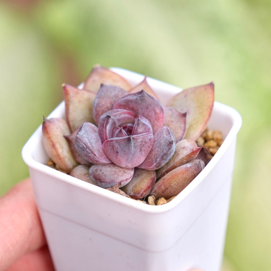 Echeveria Good Night Korean Succulent Plant