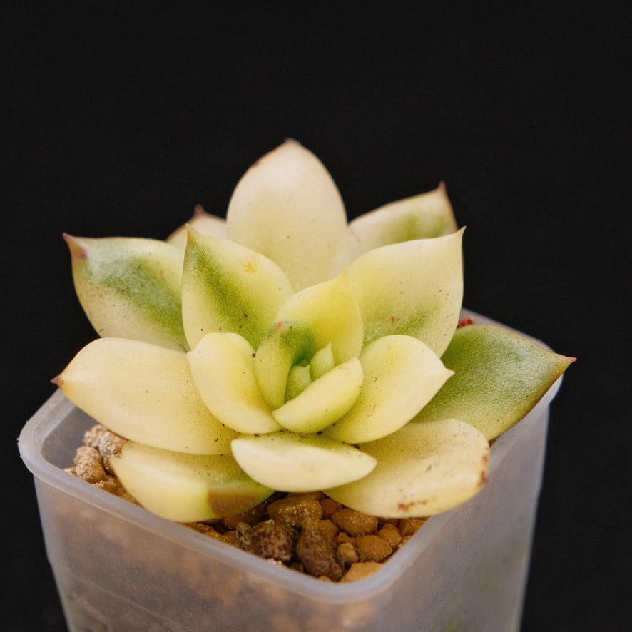 Variegated Echeveria Gilva Korean Succulent Plant