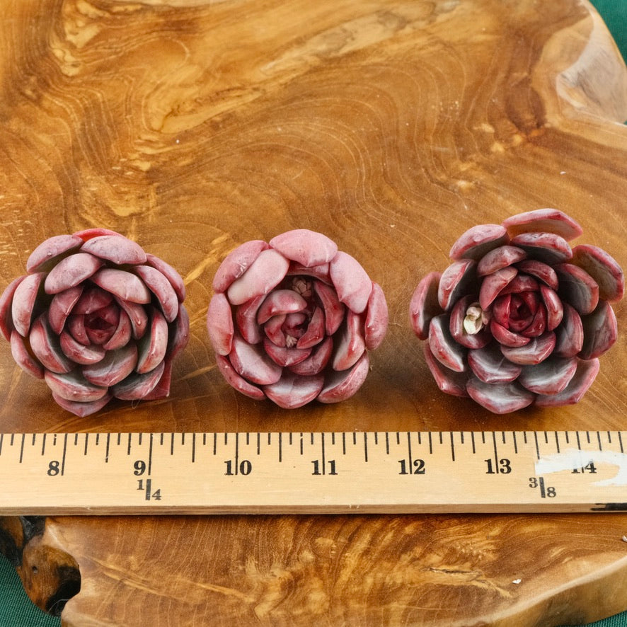 Echeveria Glam Pink Korean Succulent Plant