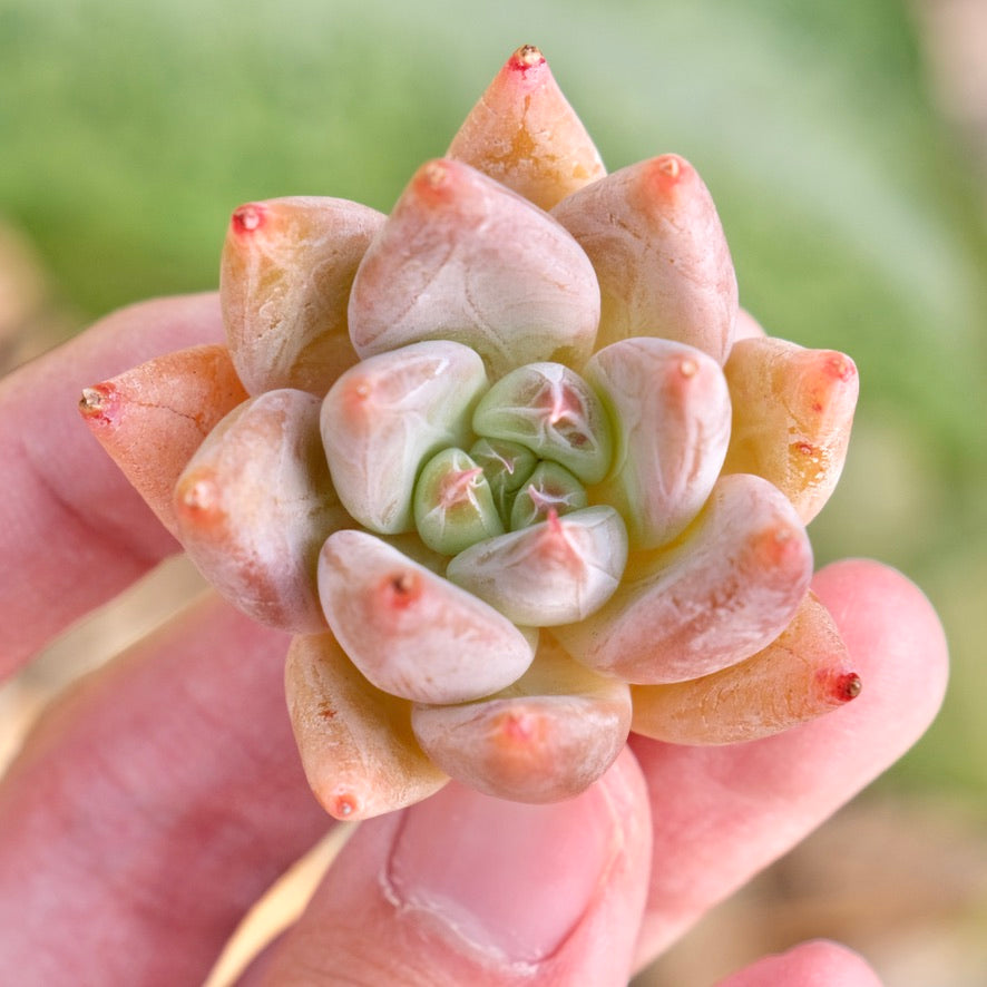 Echeveria tolimanensis hybrid Korean Succulent Plant Changhee hybrid