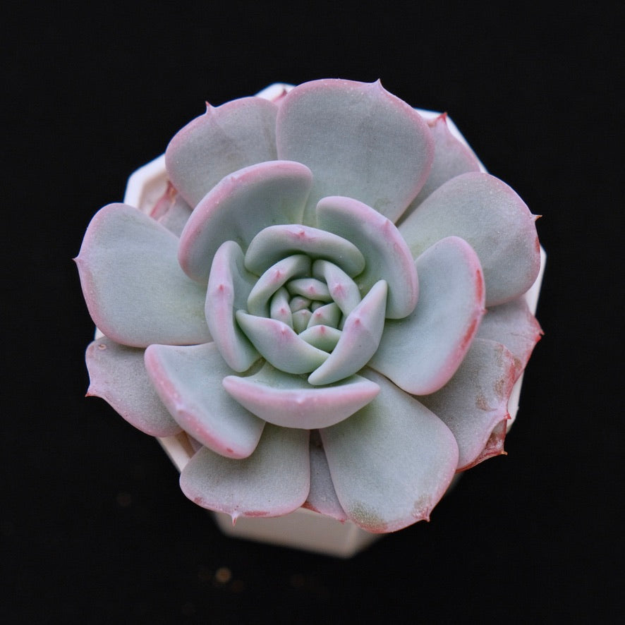 Echeveria Francia Korean Succulent Plant Air Magic hybrid