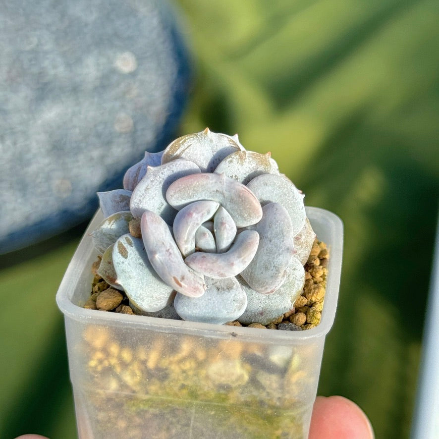 Echeveria Milk Purple Korean Succulent Plant Changhee hybrid