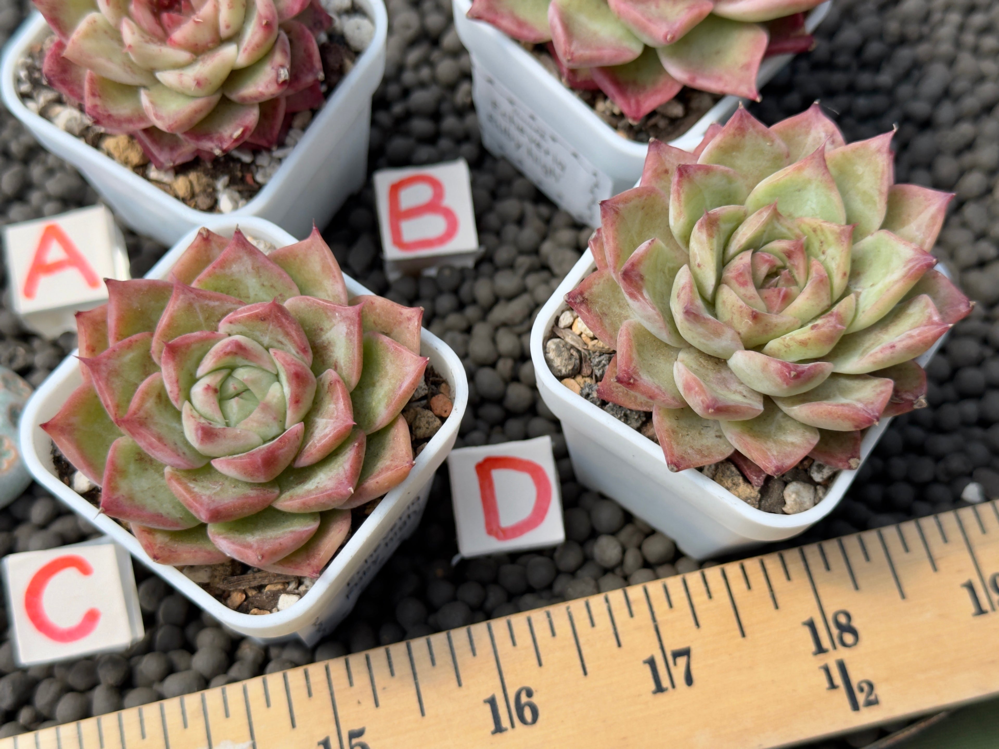 Echeveria Ruby High Korean Succulent Plant
