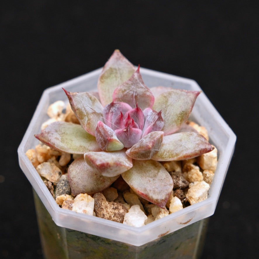 Echeveria Good Night baby Korean Succulent Plant