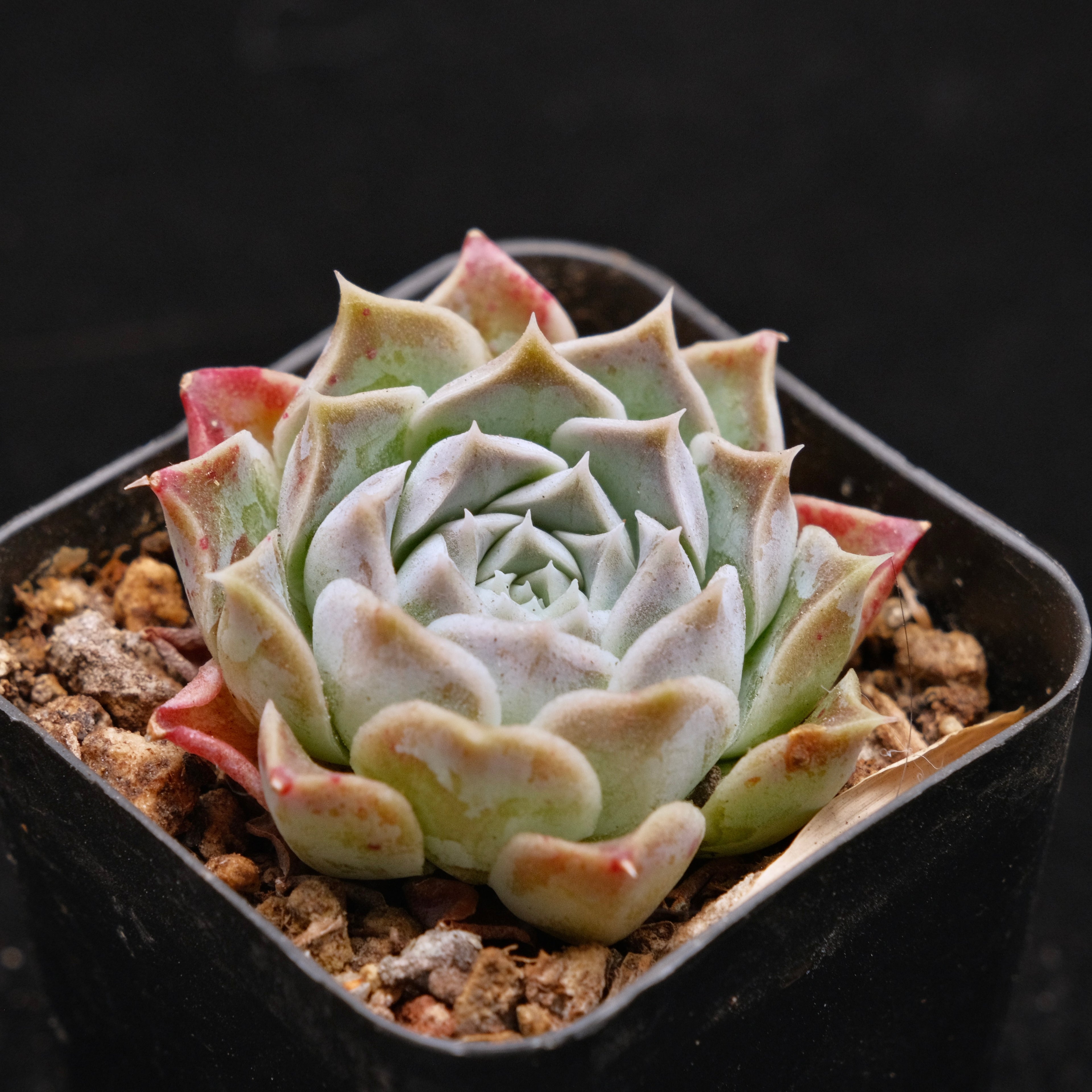 Echeveria Gilo Korean Succulent Plant