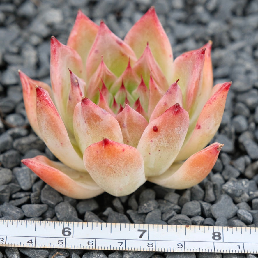 Echeveria Super Nova Imported Succulent Plant Hwaga hybid