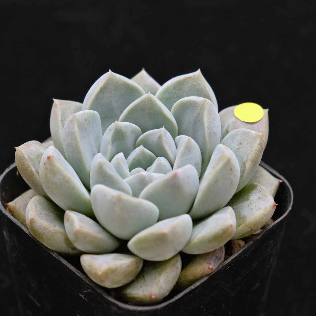 Echeveria Cream Ball Korean Succulent Plant