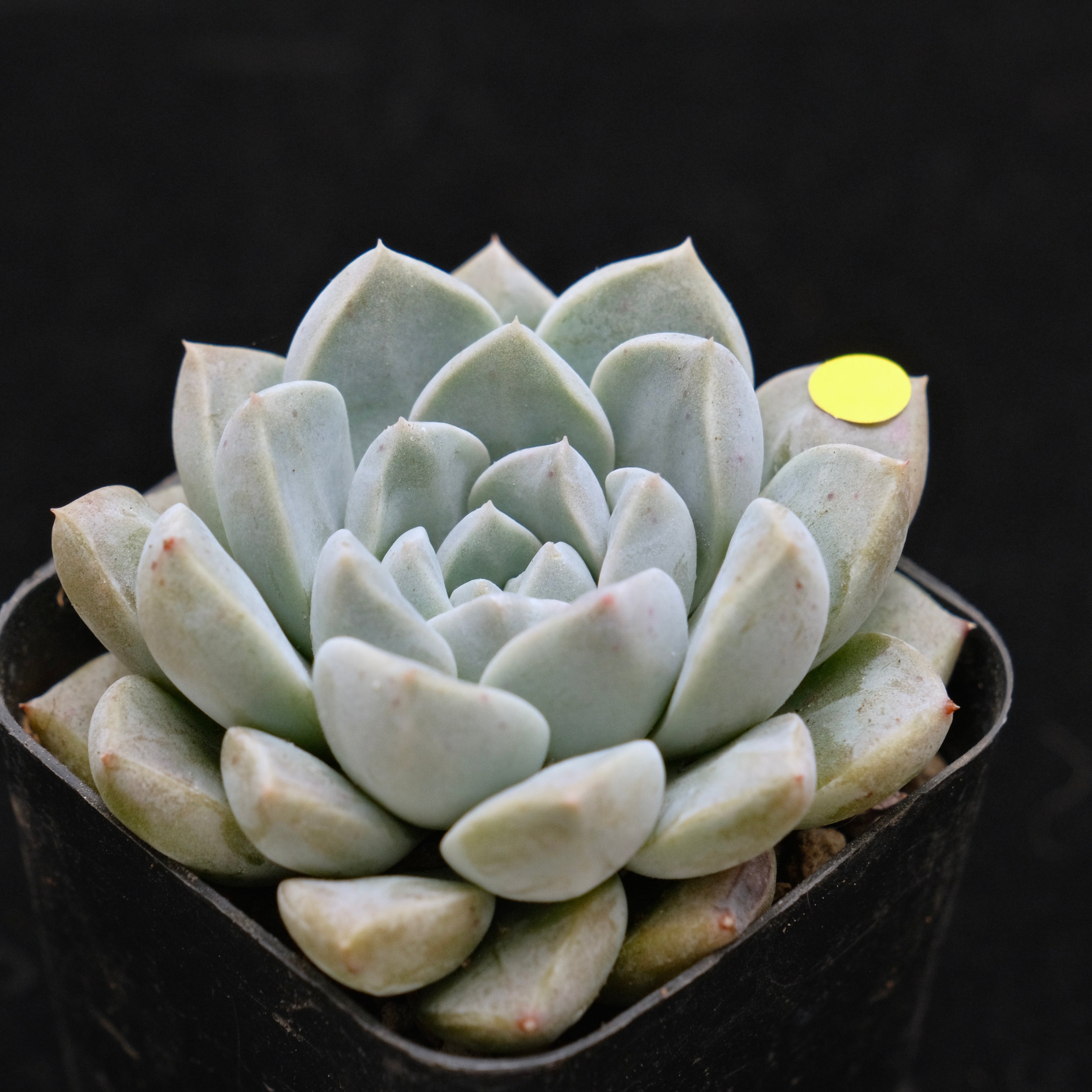 Echeveria Cream Ball Korean Succulent Plant