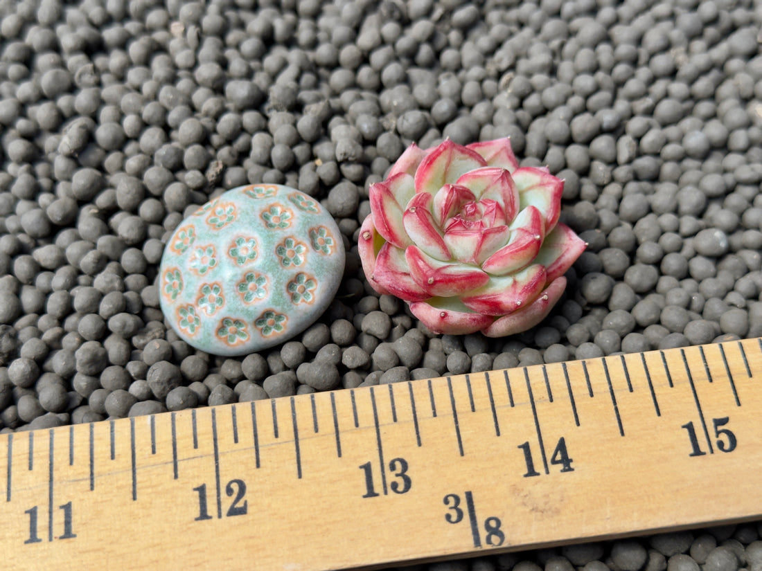 Echeveria Coralia Korean Succulent Plant