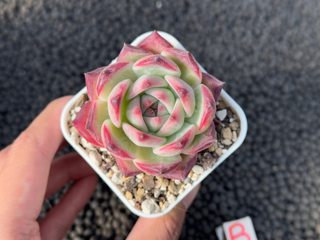 Echeveria Lion Heart Korean Succulent Plant