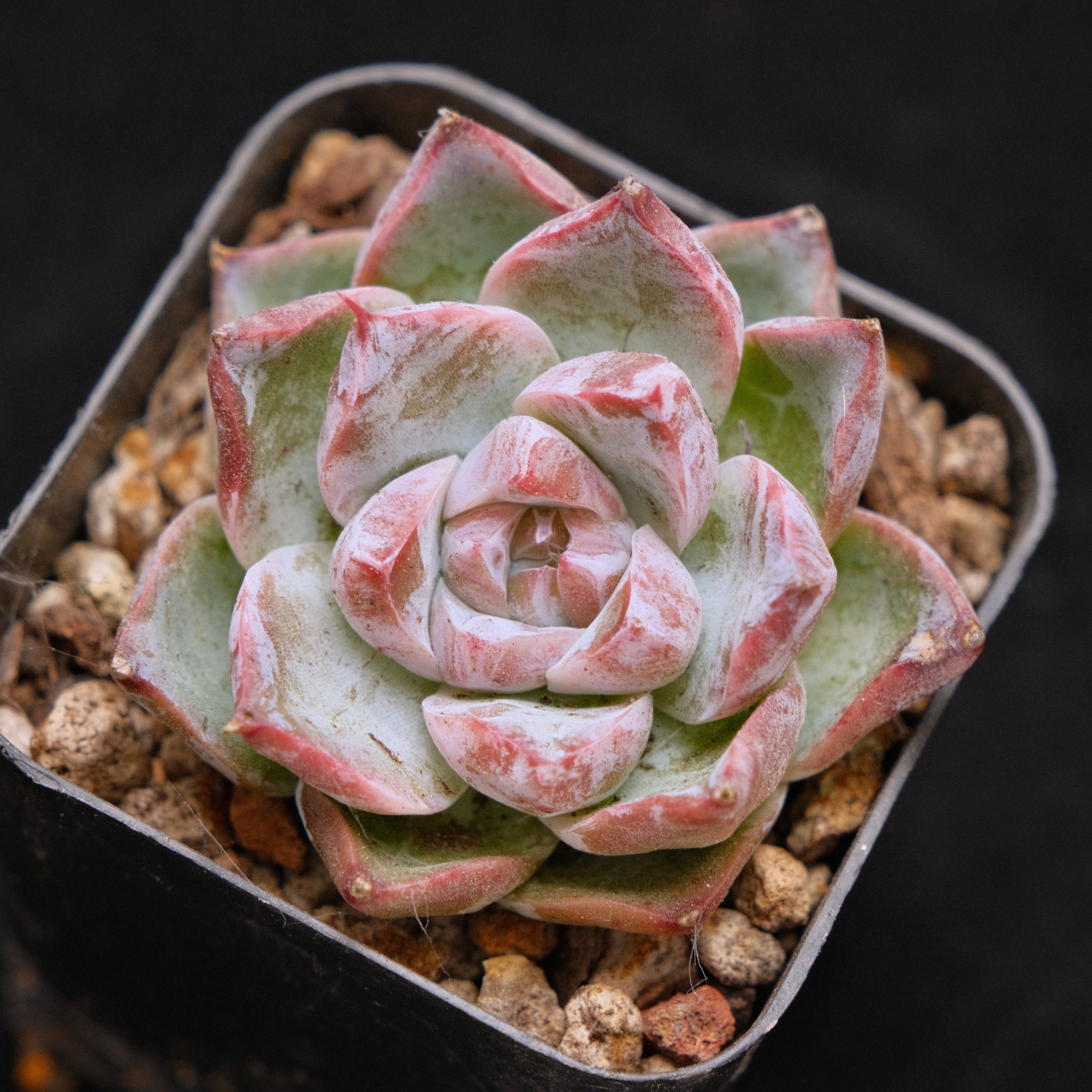 Facety Echeveria hybrid Korean Succulent Plant