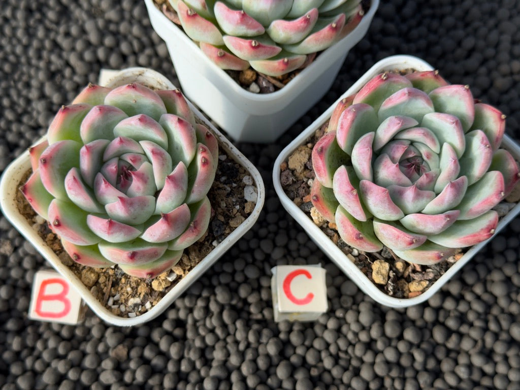 Echeveria colorata hybrid Imported Succulent Plant