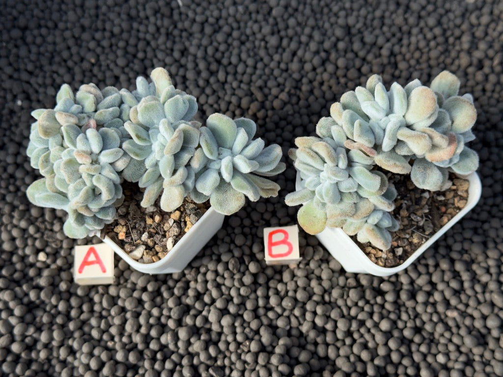 Crested Echeveria Frosty Imported Succulent Plant