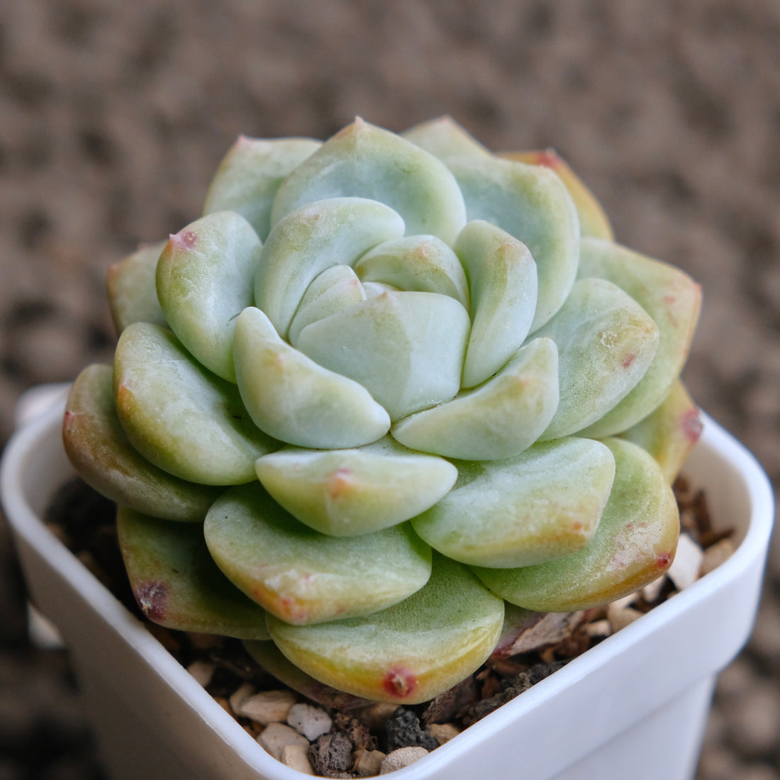 Echeveria Monroe x Albicans Imported Succulent Plant - B
