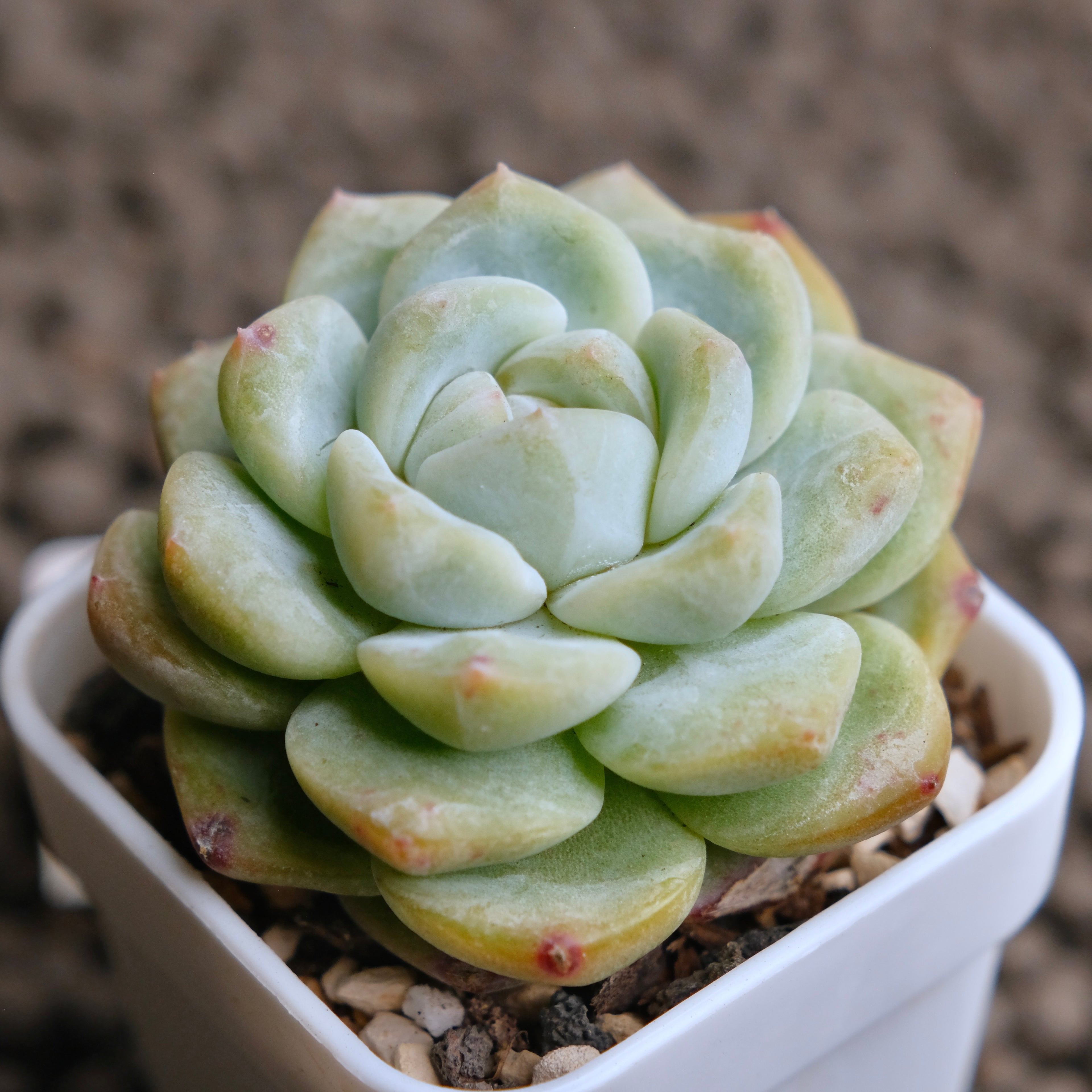 Echeveria Monroe x Albicans Imported Succulent Plant - B