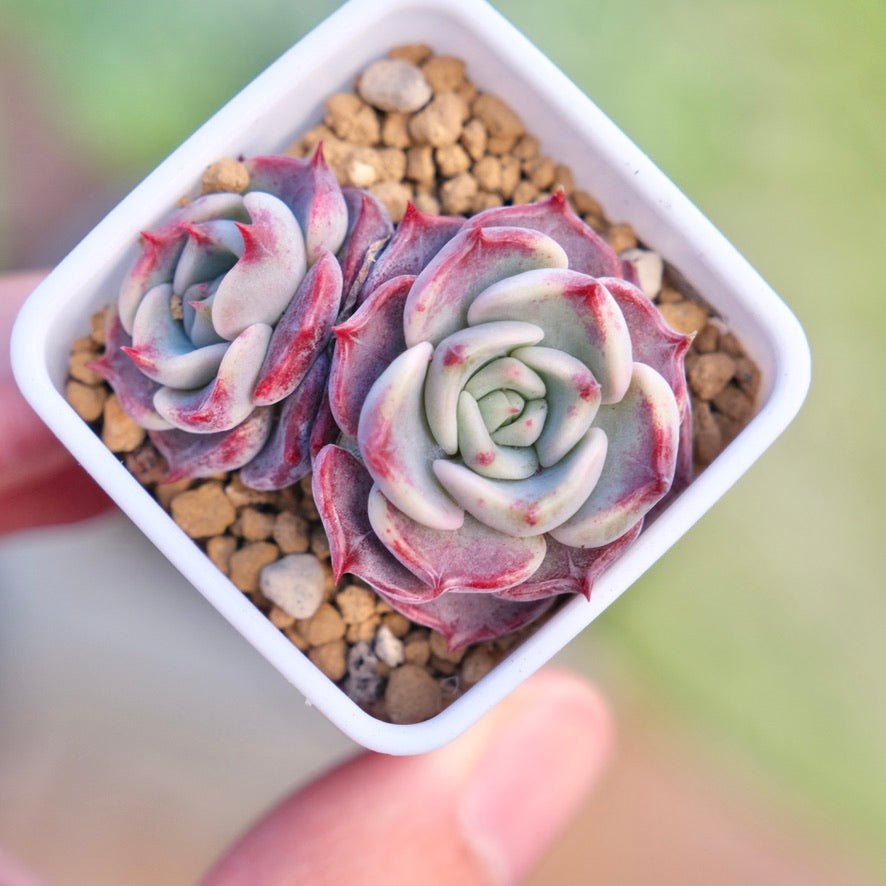 succulent kiss Echeveria Kiss Me Korean Succulent Plant Changhee hybrid – Succielife