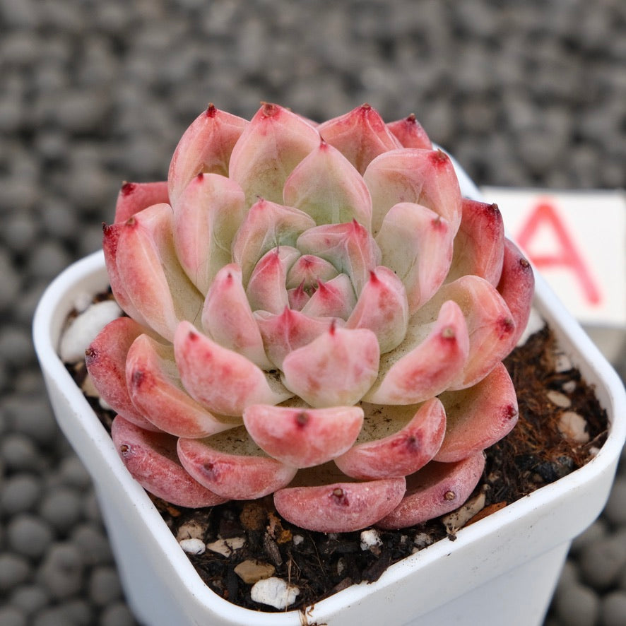 Echeveria Incredible Korean Succulent Plant Hwaga Hybrid