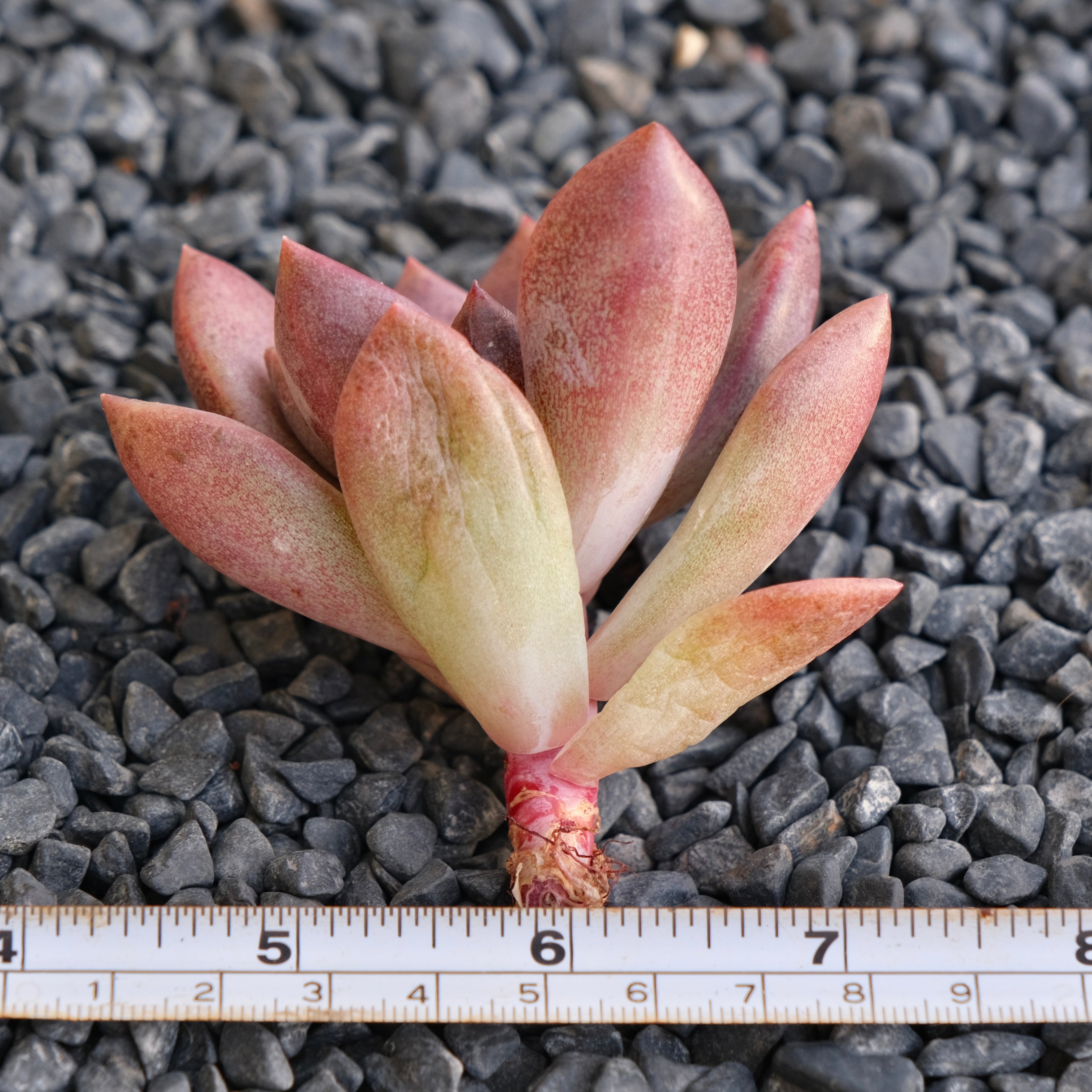 Echeveria Pink Tulip Korean Succulent Plant