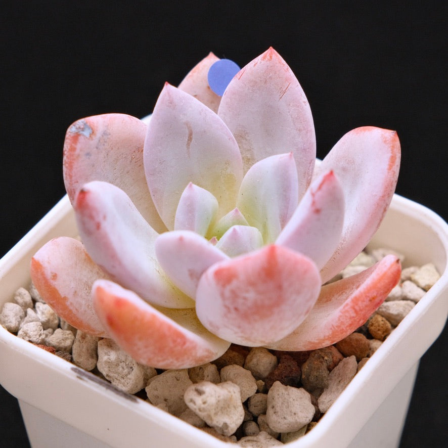 Echeveria La Traviata Korean Succulent Plant