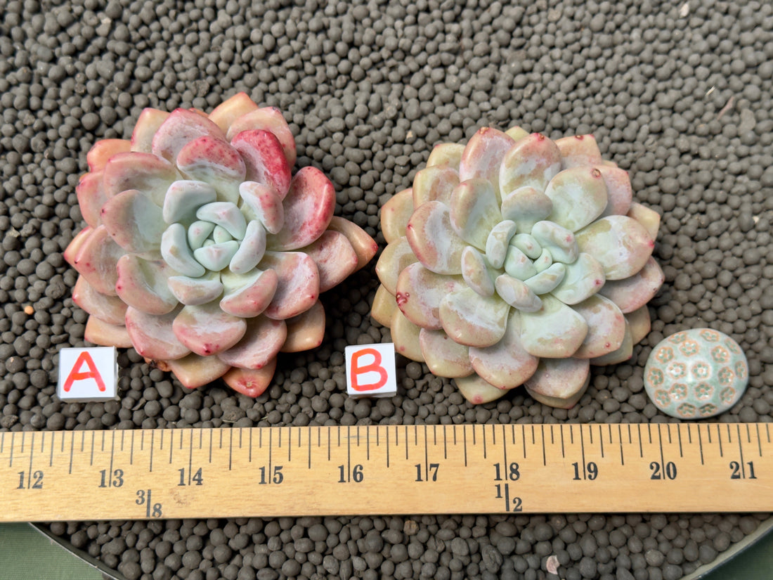 Graptoveria amethystinum x Monroe Imported Succulent Plant