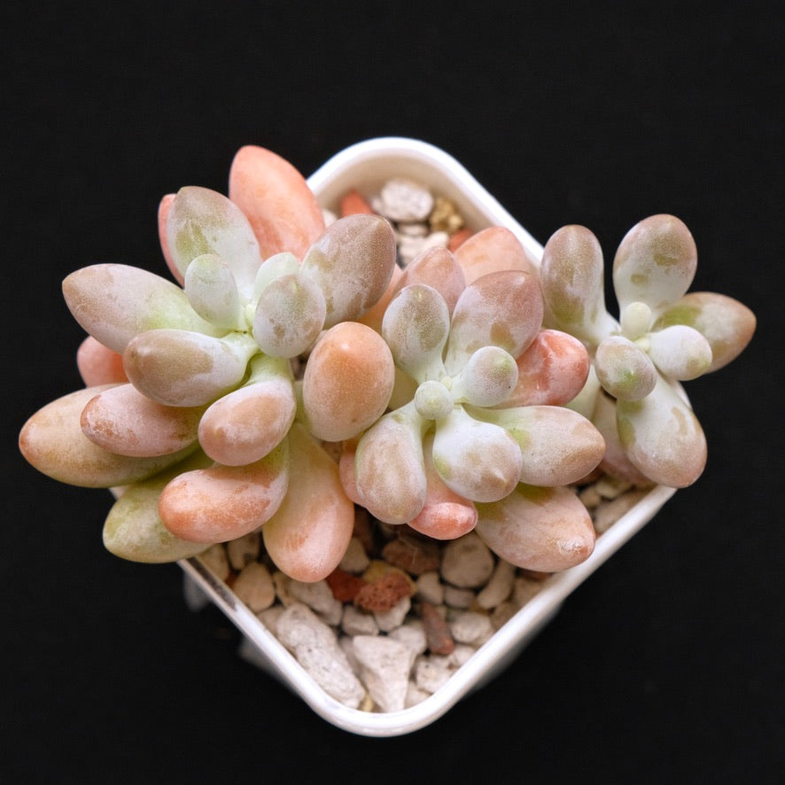 Chubby Hybrid Korean Succulent Plant