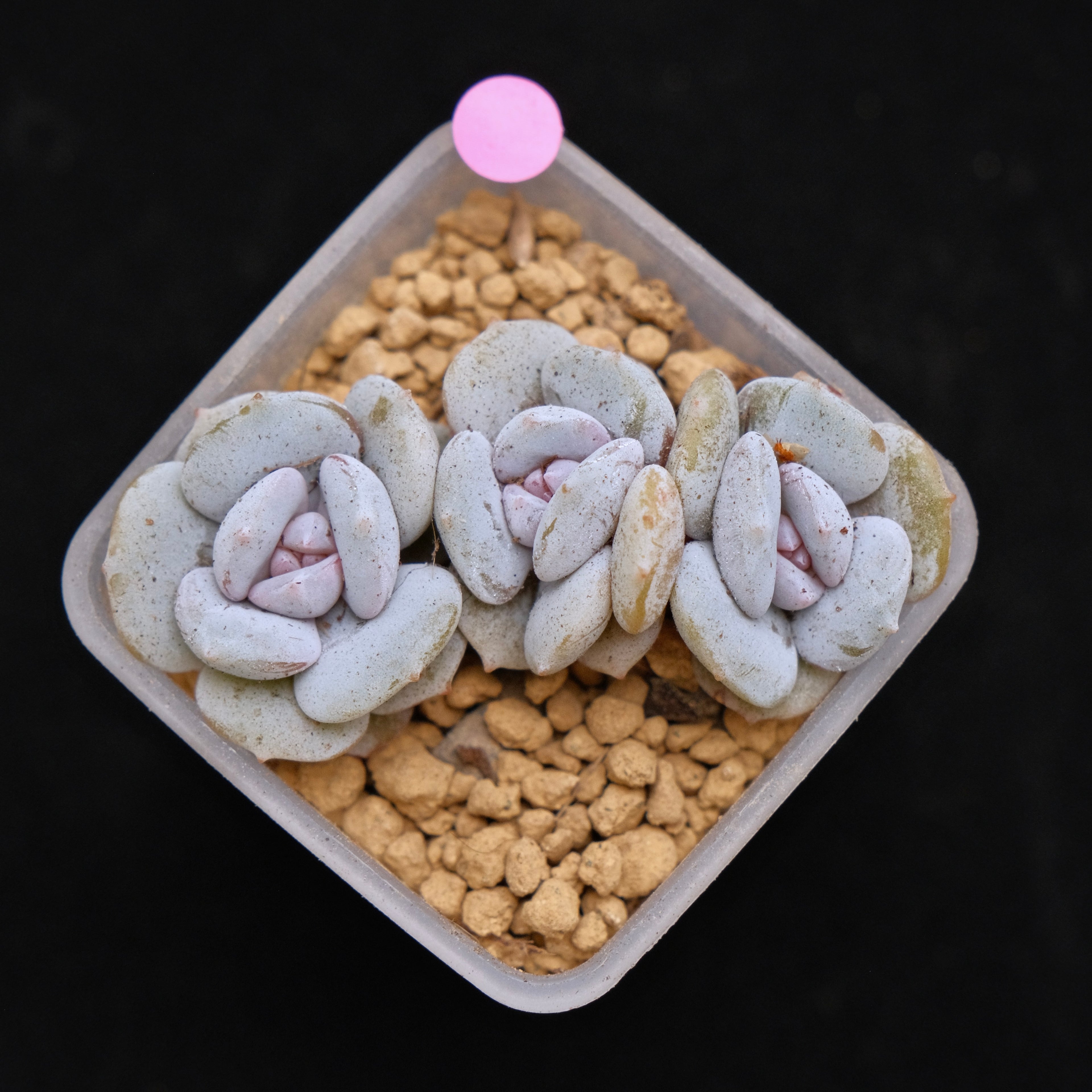 Echeveria Milk Purple babies Korean Succulent Plant Changhee Hybrid