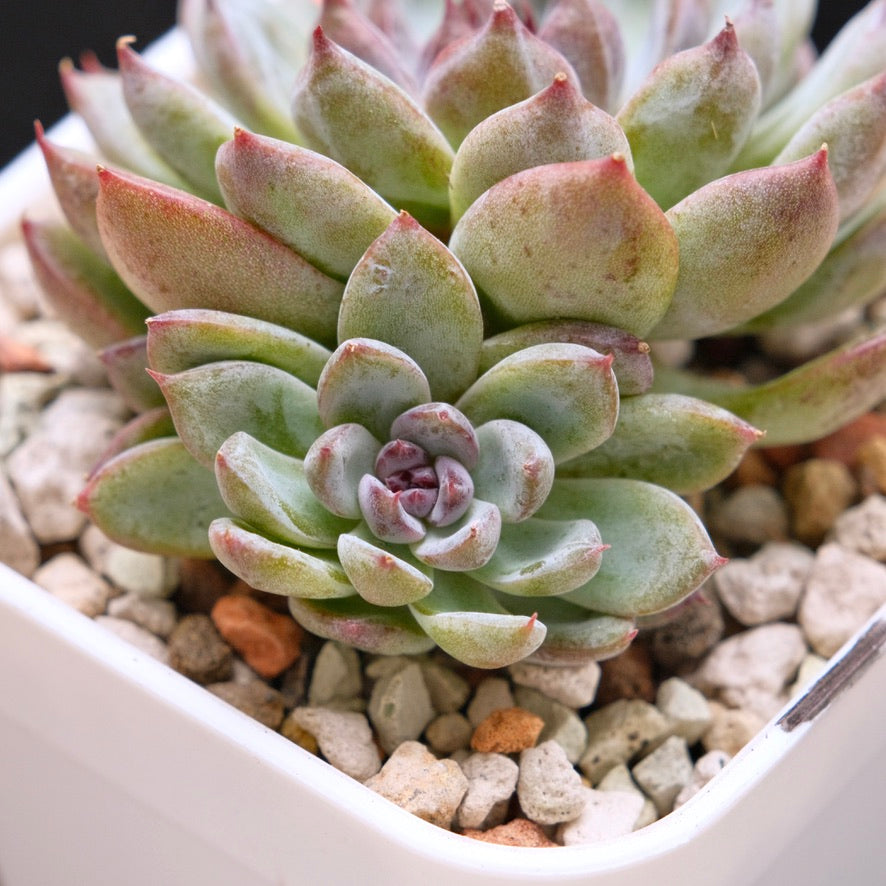 Echeveria Gem Stone Korean Succulent Plant