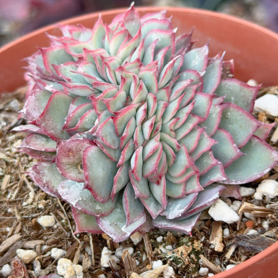 Crested Echeveria Esther Succulent Plant