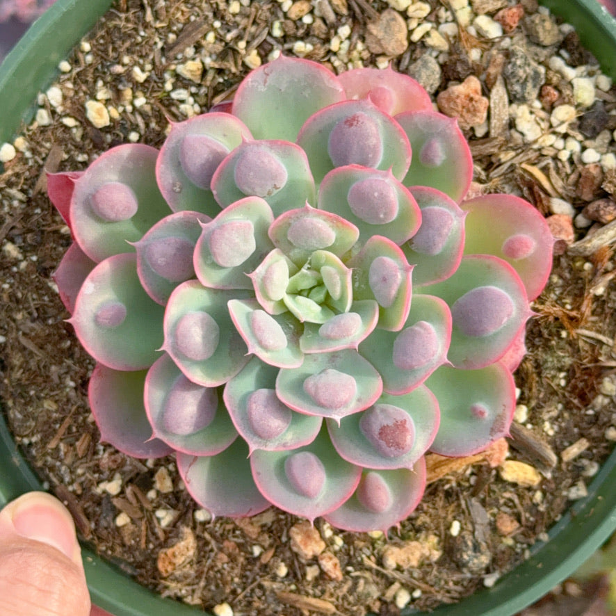 Echeveria Raindrops Succulent Plant