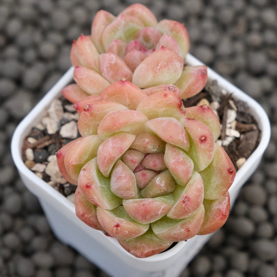 Echeveria Spring Breeze Korean Succulent Plant