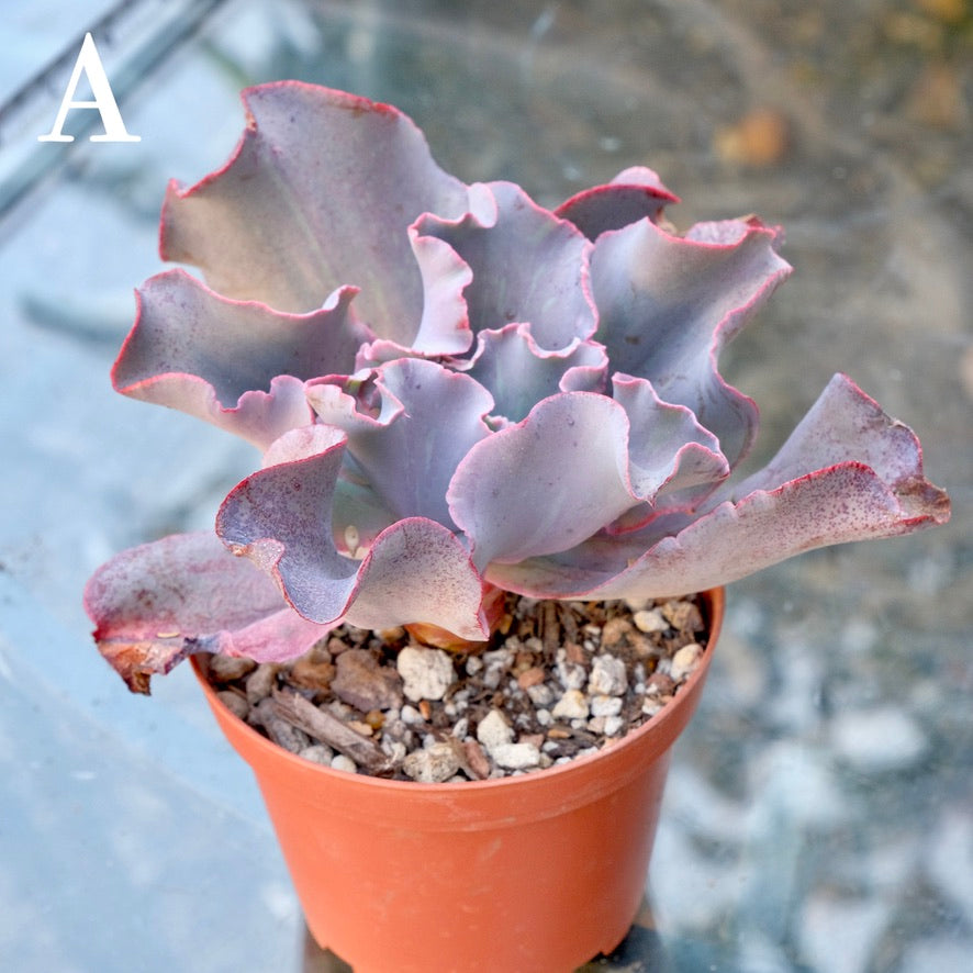 Variegated Echeveria Fury - Rare hybrid - A