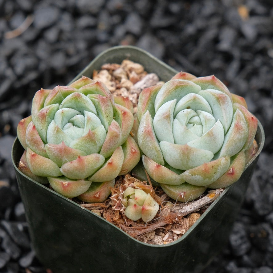 Echeveria Crystal Cream A Korean Succulent Plant