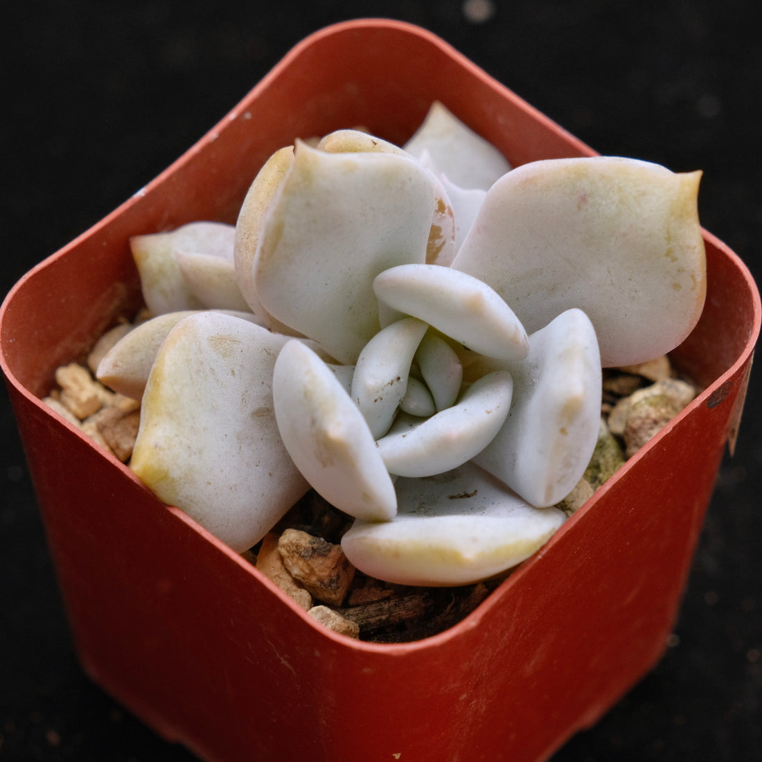 Echeveria laui hybrid Korean Succulent Plant