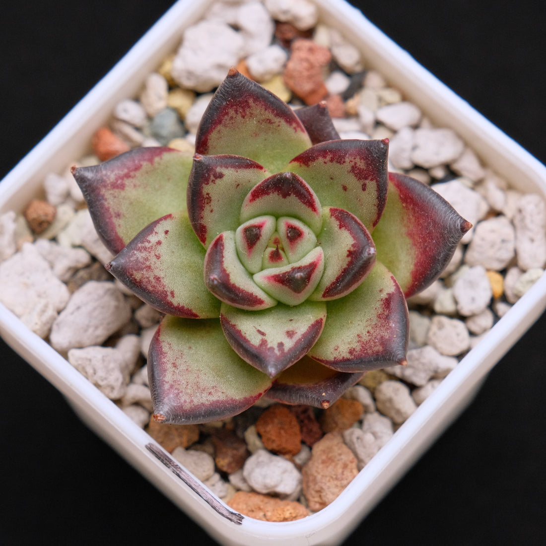 Echeveria agavoides Ebony Imported Succulent Plant