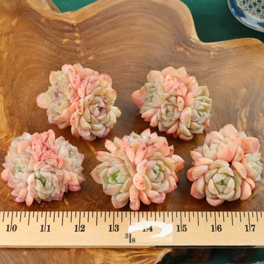 Peach Echeveria hybrid Imported Succulent Plant