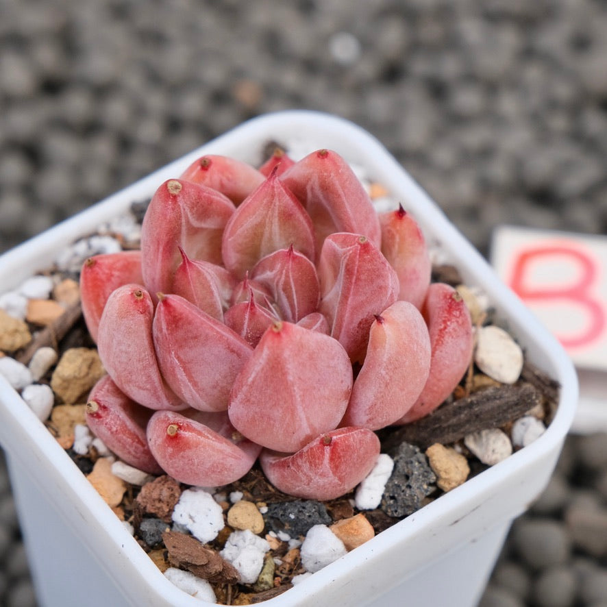 Echeveria Banksy Korean Succulent Plant Hwaga Hybrid