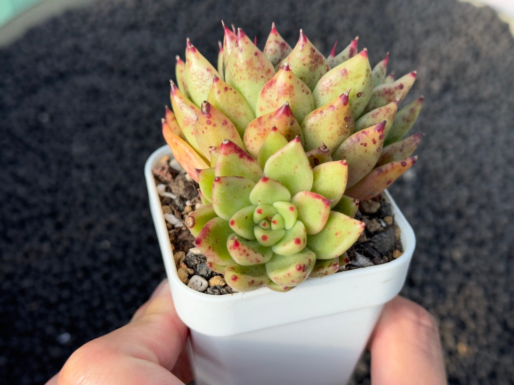 Echeveria Mascarpone Imported Succulent Plant