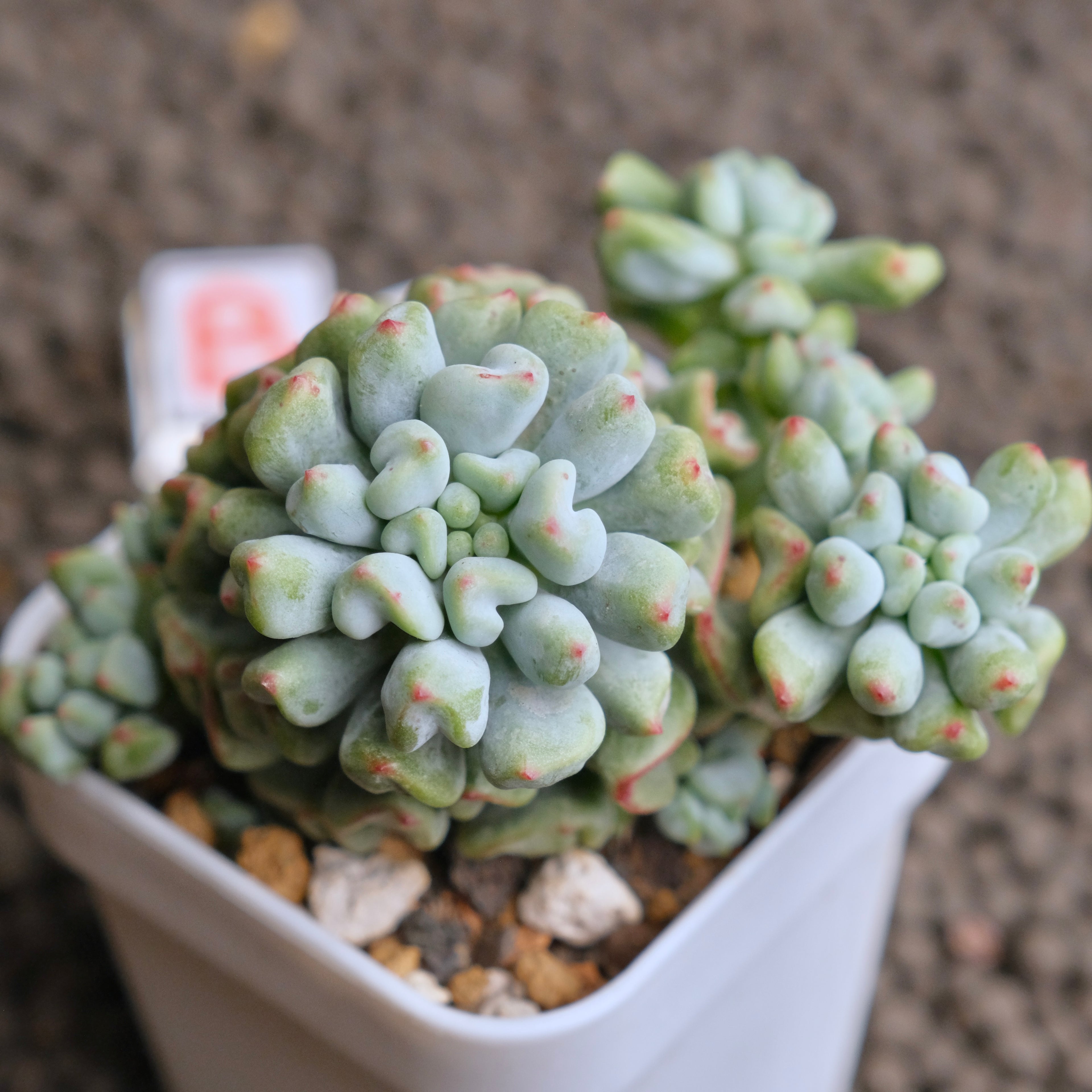 Sedeveria Pudge Finger cluster Imported Succulent Plant - B