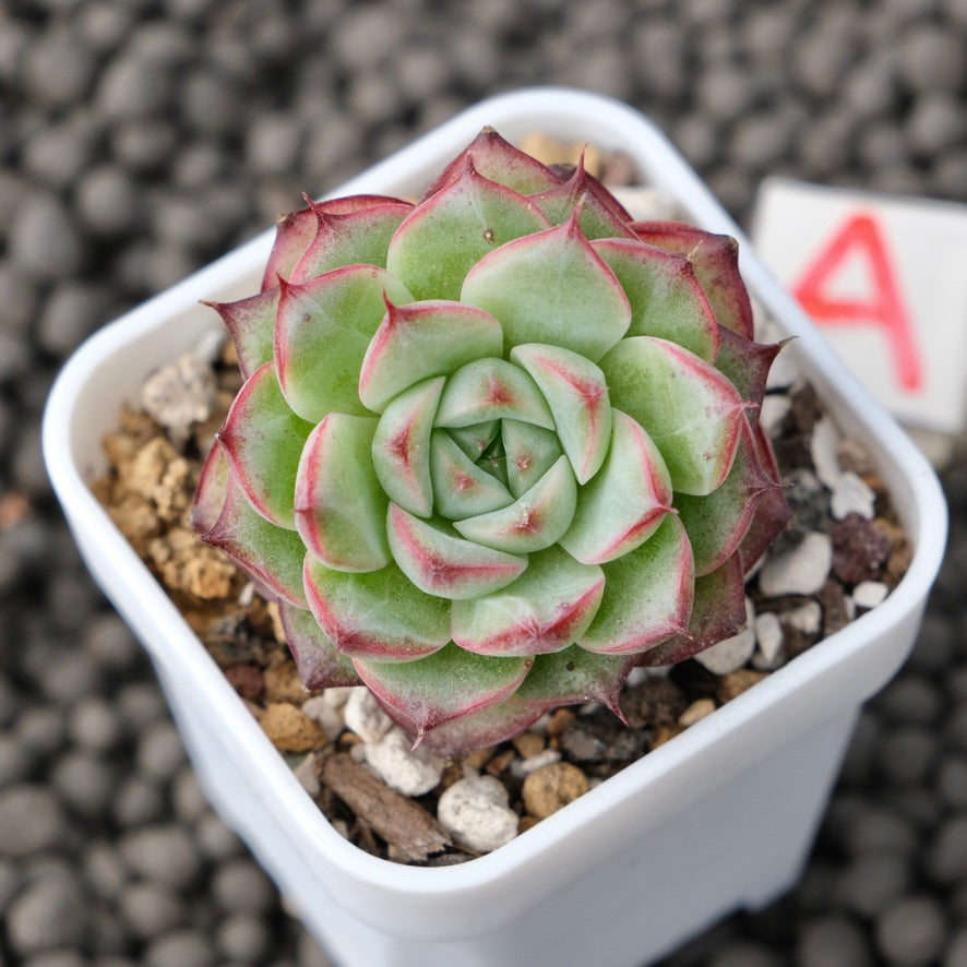 Echeveria Devil Jelly Imported Succulent Plant