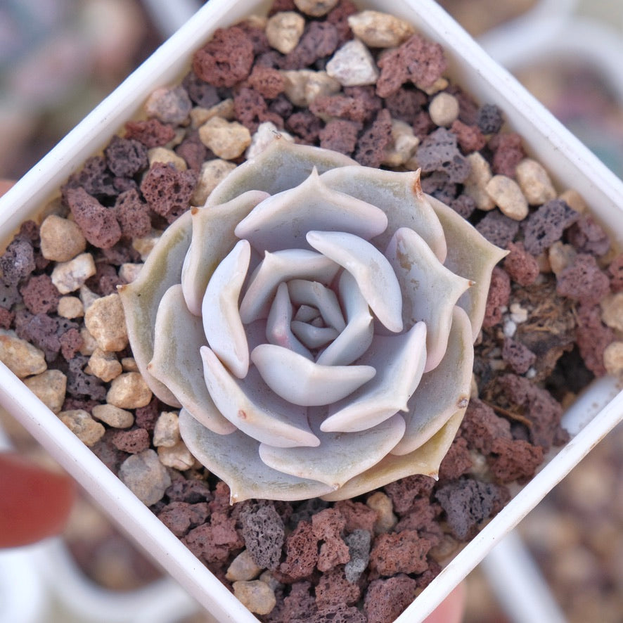 succulent lilacina Echeveria Lilacina Succulent Plant – Succielife