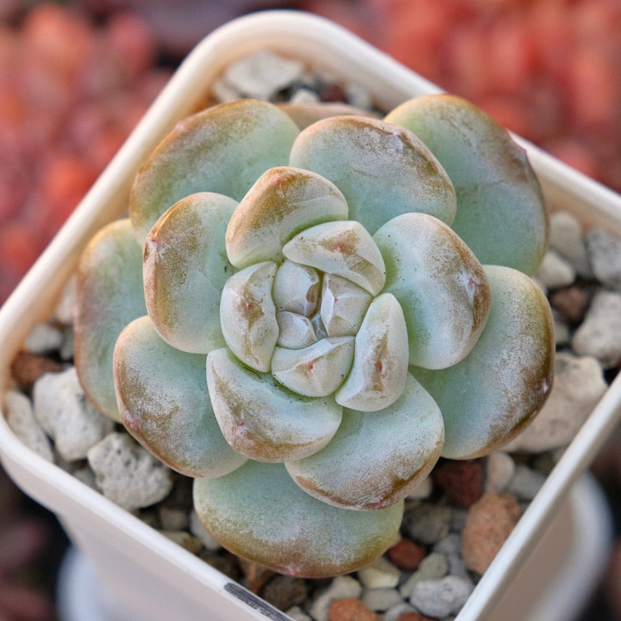 Echeveria Ice Green Korean Succulent Plant
