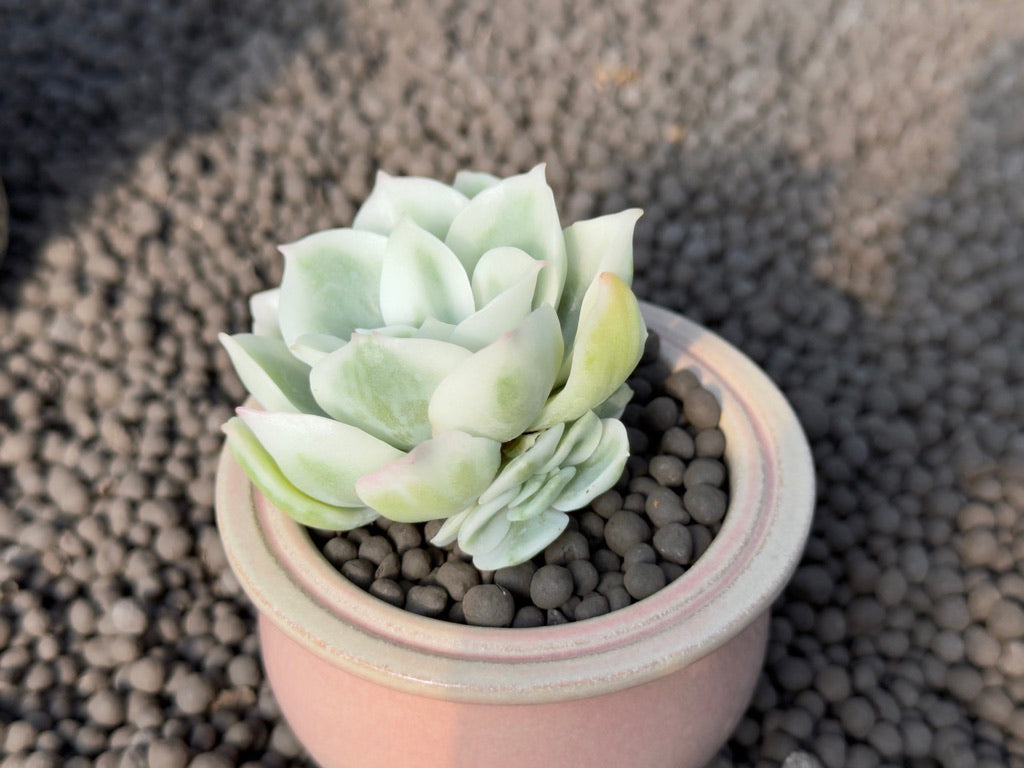 Variegated Echeveria Lemon Rose Korean Succulent Plant