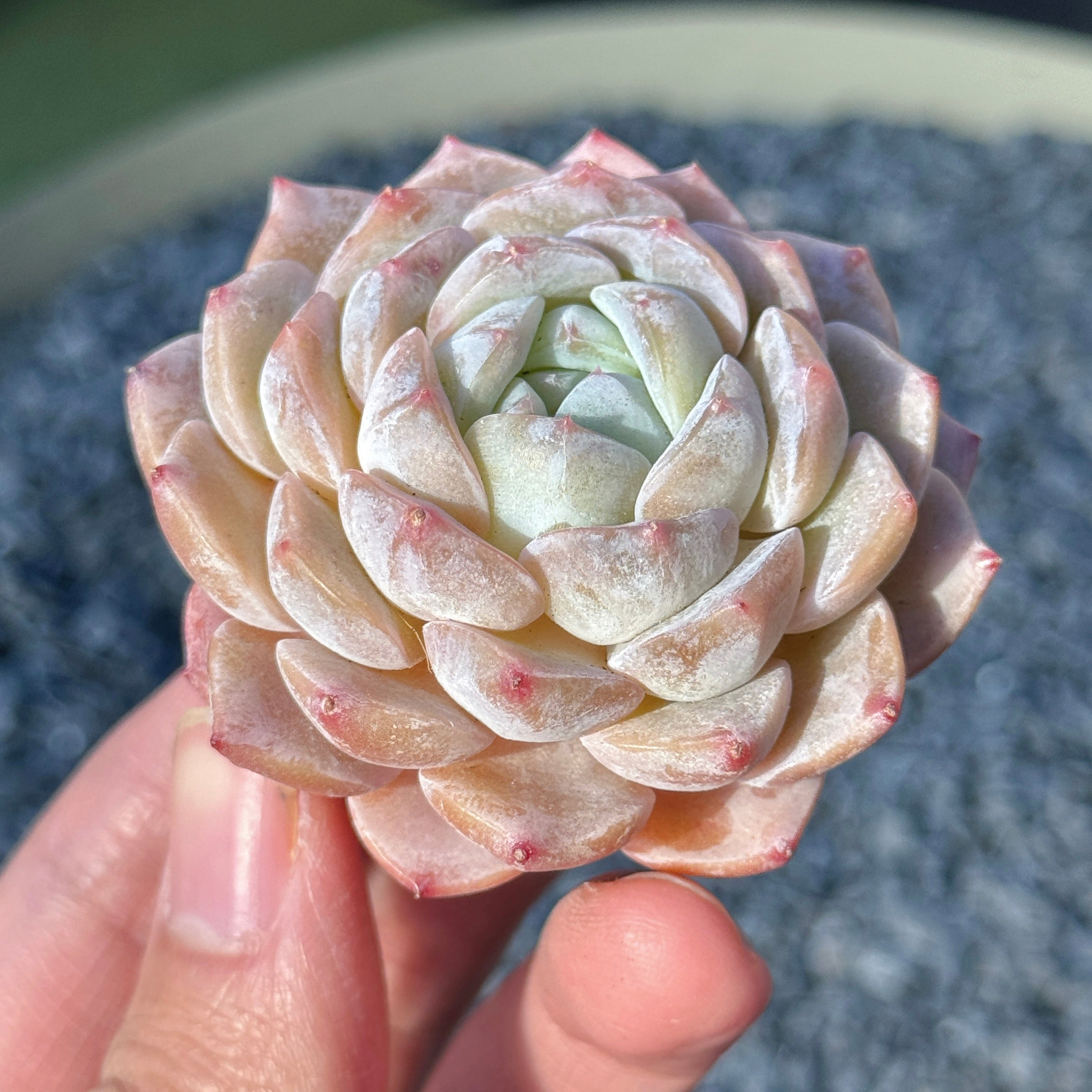 Echeveria Mystery Hybrid Succulent Plant F